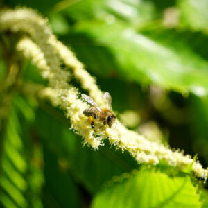 Miel de Châtaignier 500g