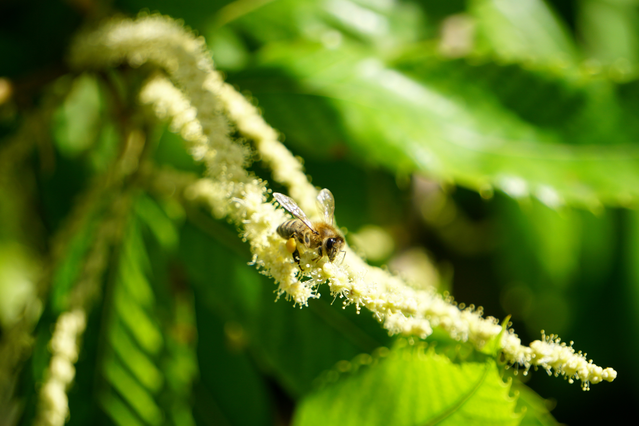 Miel de Châtaignier 500g